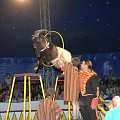 090508_GS_Zirkus_093